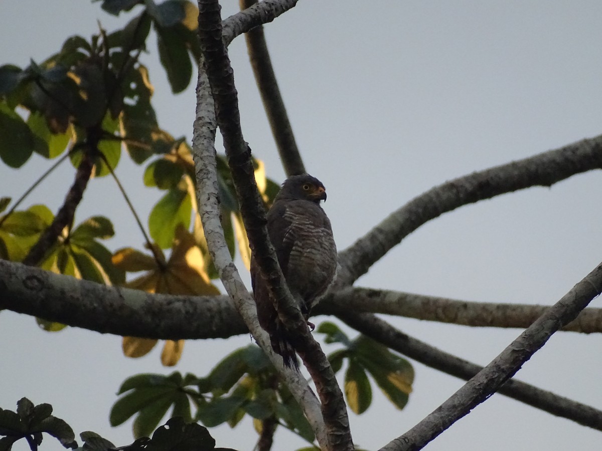 Roadside Hawk - ML521585471