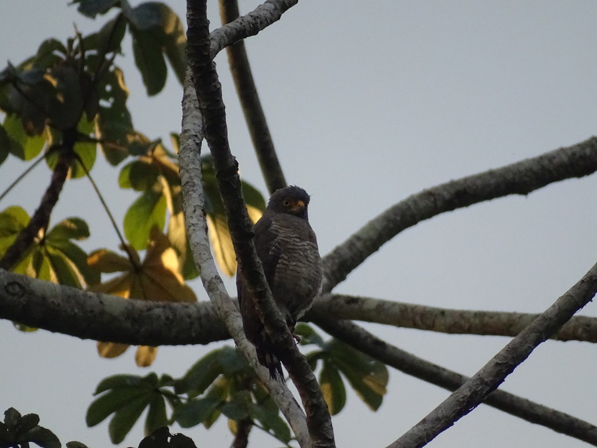 Roadside Hawk - ML521585481