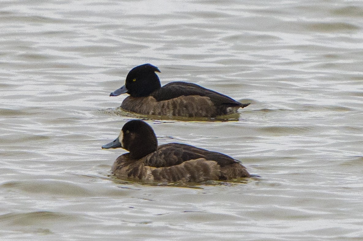 Tufted Duck - Ben Nieman