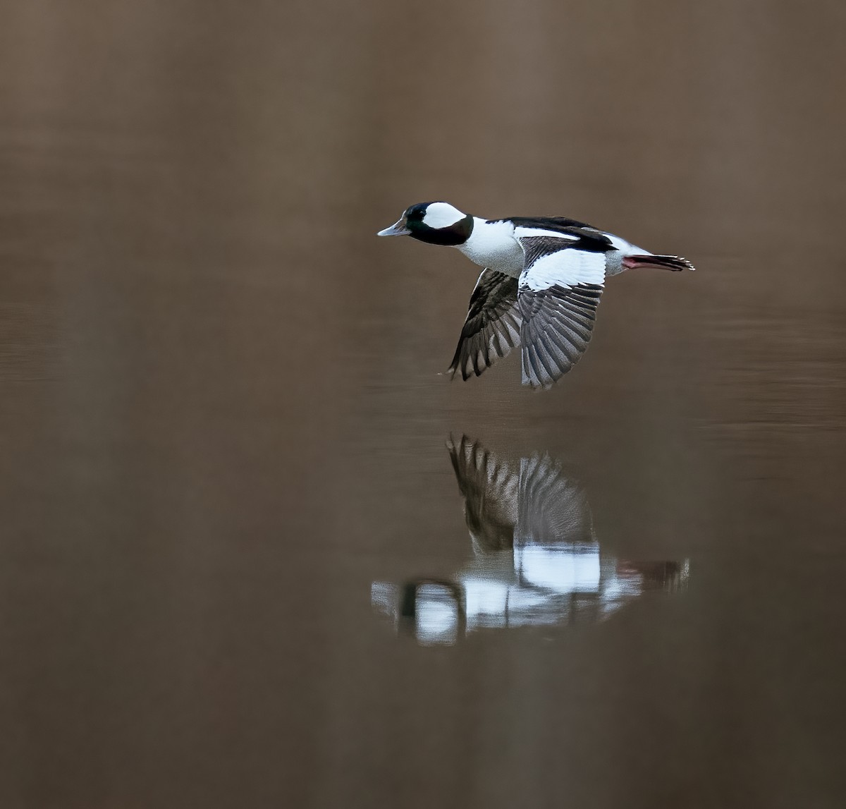 Bufflehead - ML521586491