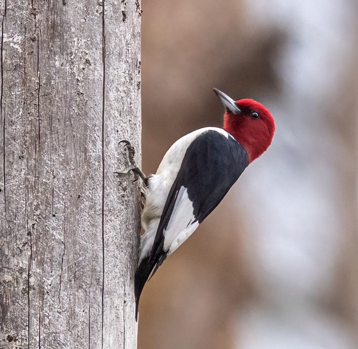 Red-headed Woodpecker - ML521586751