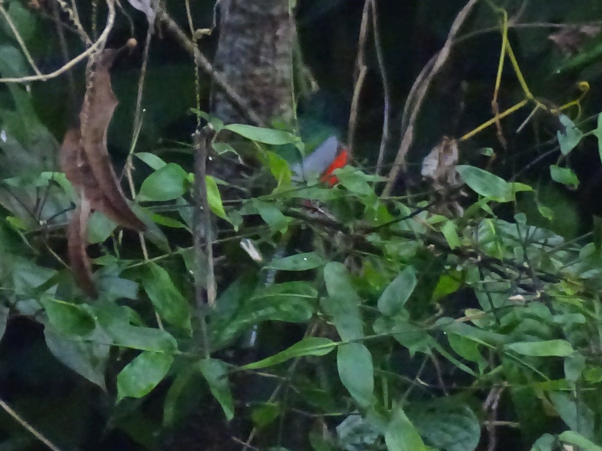 Black-tailed Trogon - ML521586831