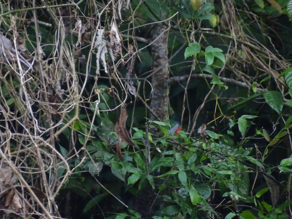 trogon volavý - ML521586841