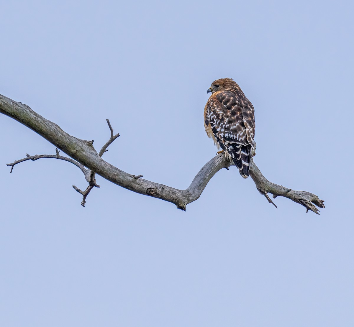 Red-shouldered Hawk - ML521587471