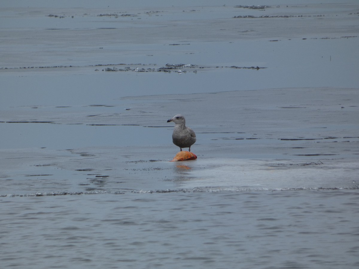 Herring Gull - ML521588111