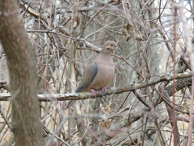 Mourning Dove - Nancy Anderson