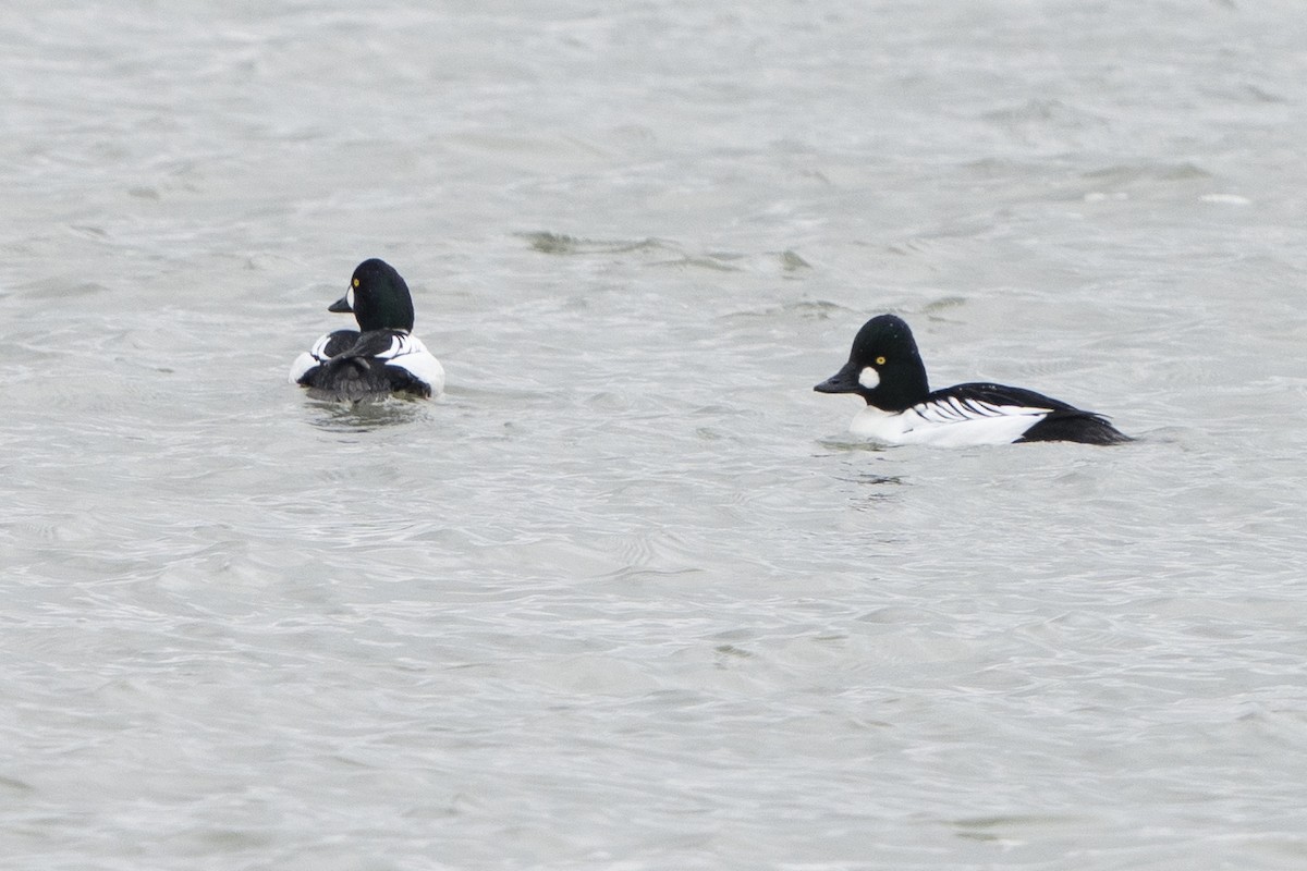 Common Goldeneye - ML521588591