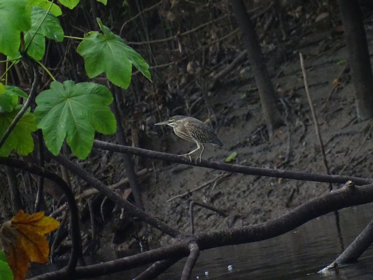volavka proměnlivá (ssp. striata) - ML521588751