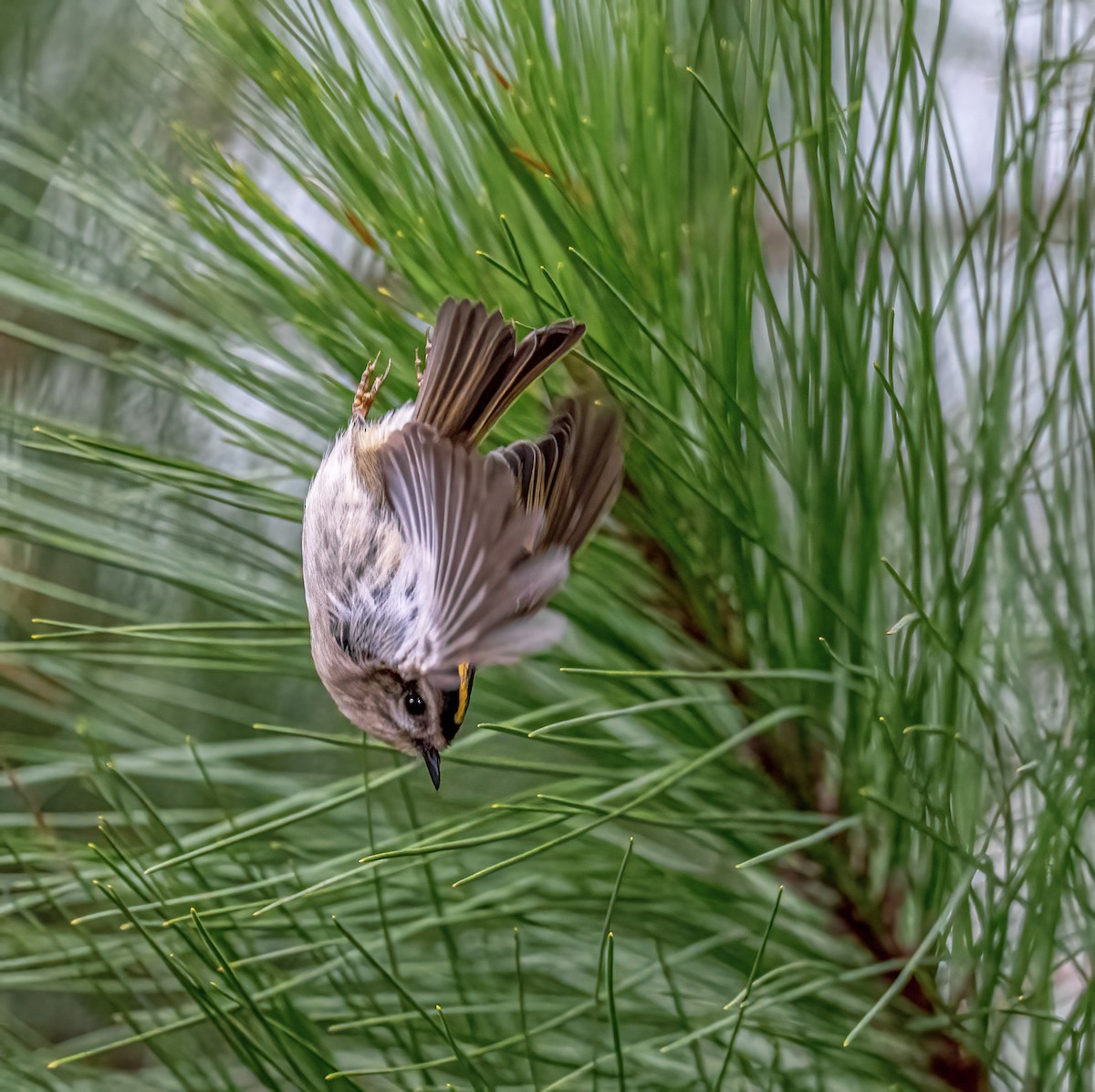 Golden-crowned Kinglet - ML521588821