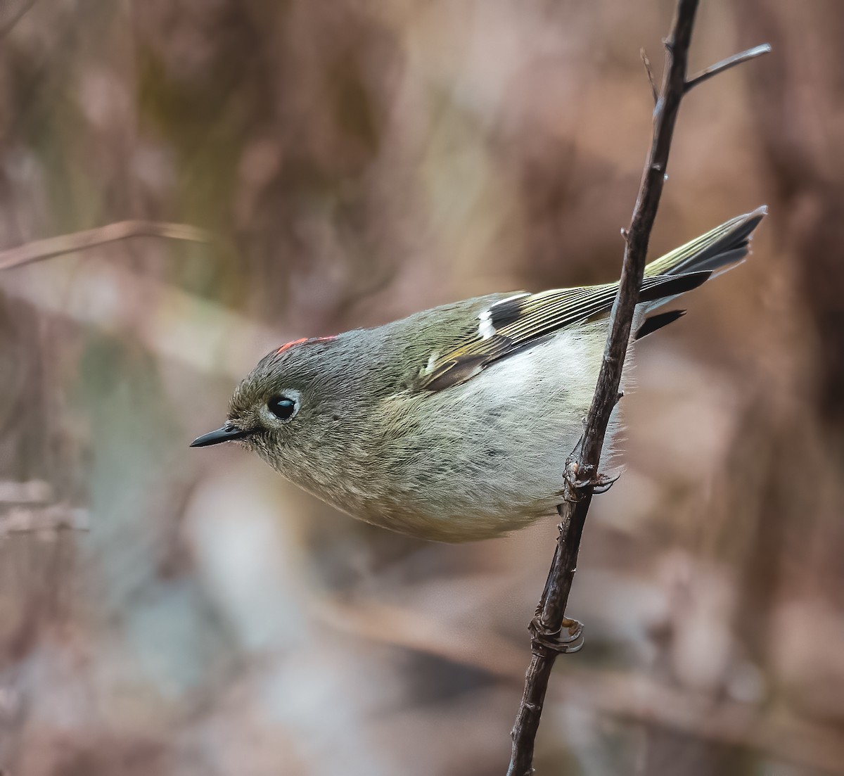 Ruby-crowned Kinglet - ML521588951