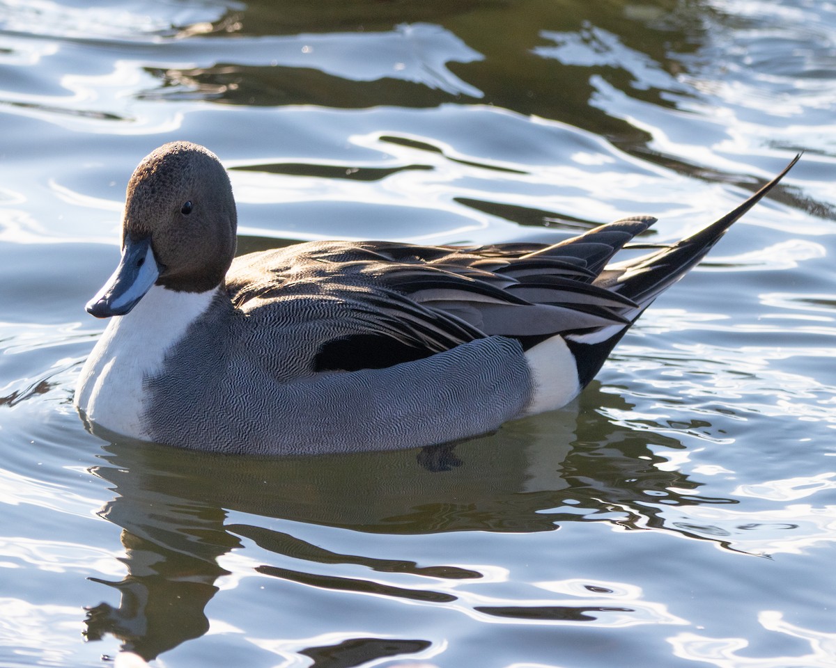 Northern Pintail - ML521589251