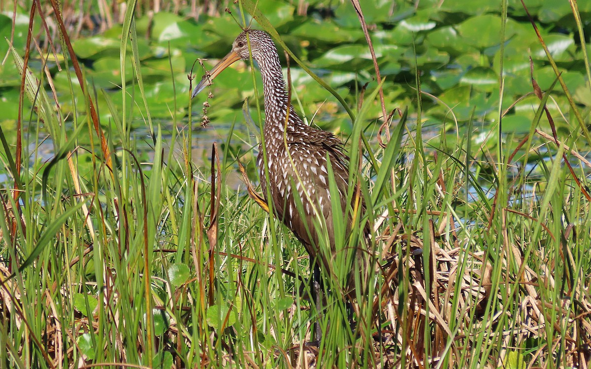 Limpkin - ML521589741