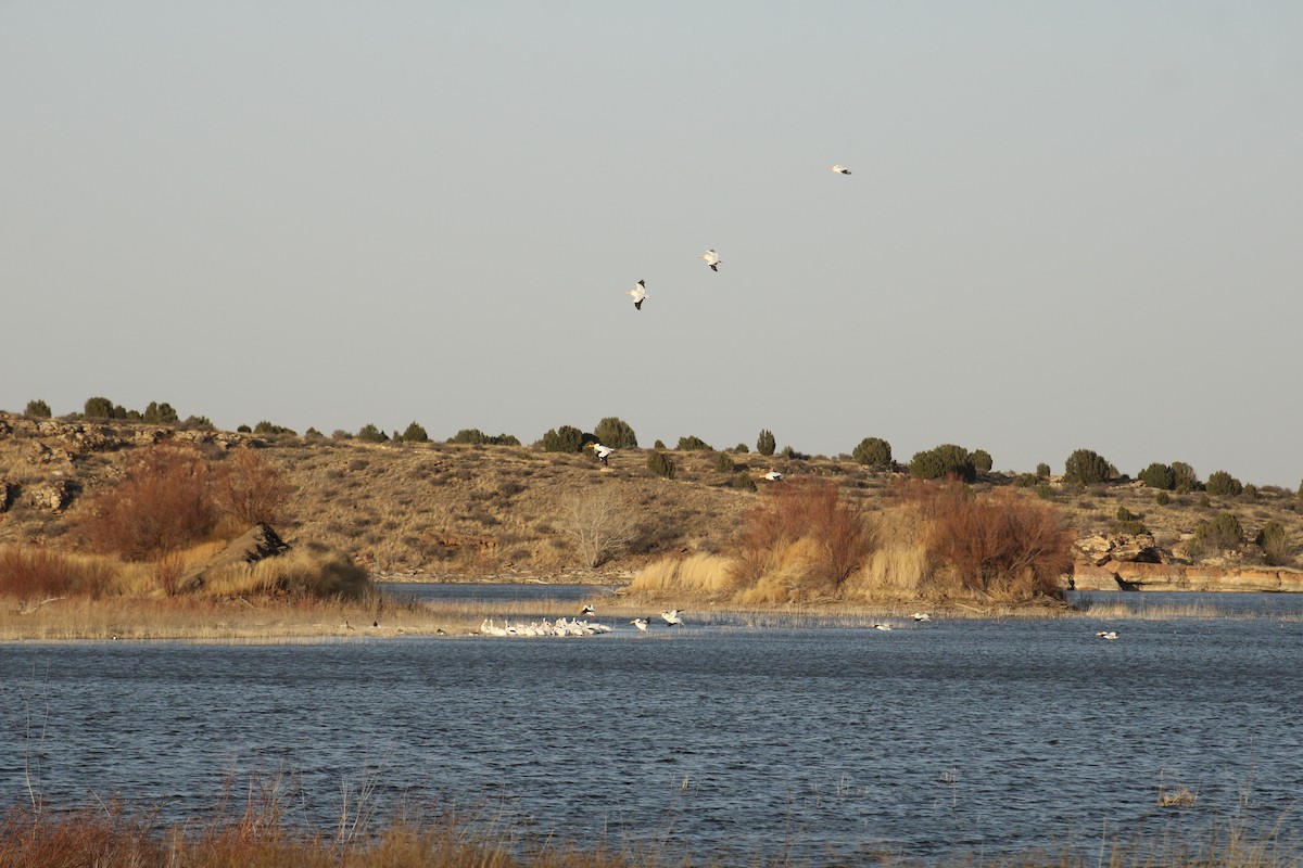 American White Pelican - ML521590111