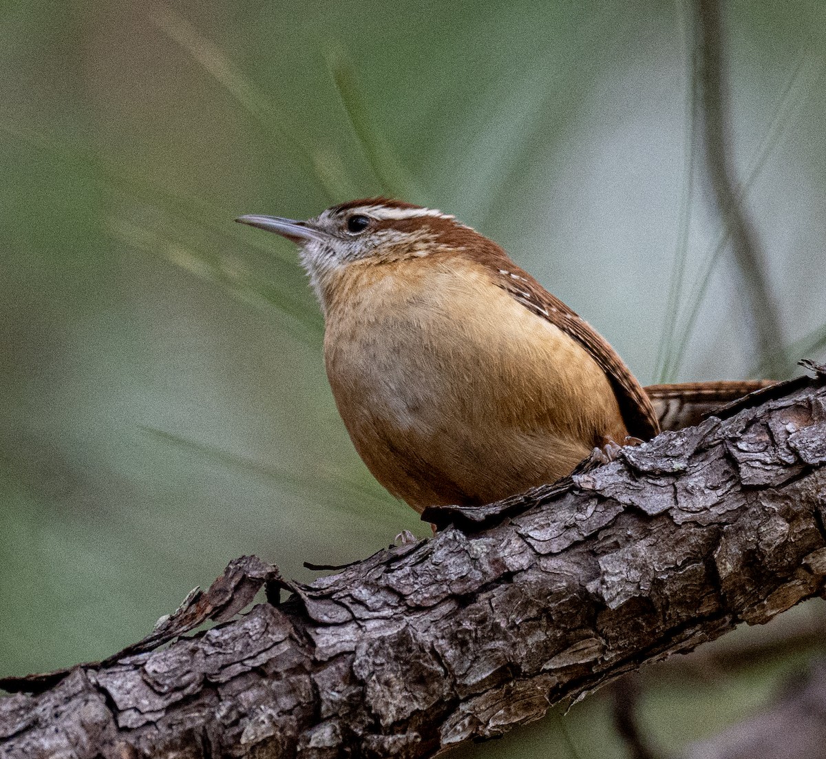 Carolina Wren - ML521590581