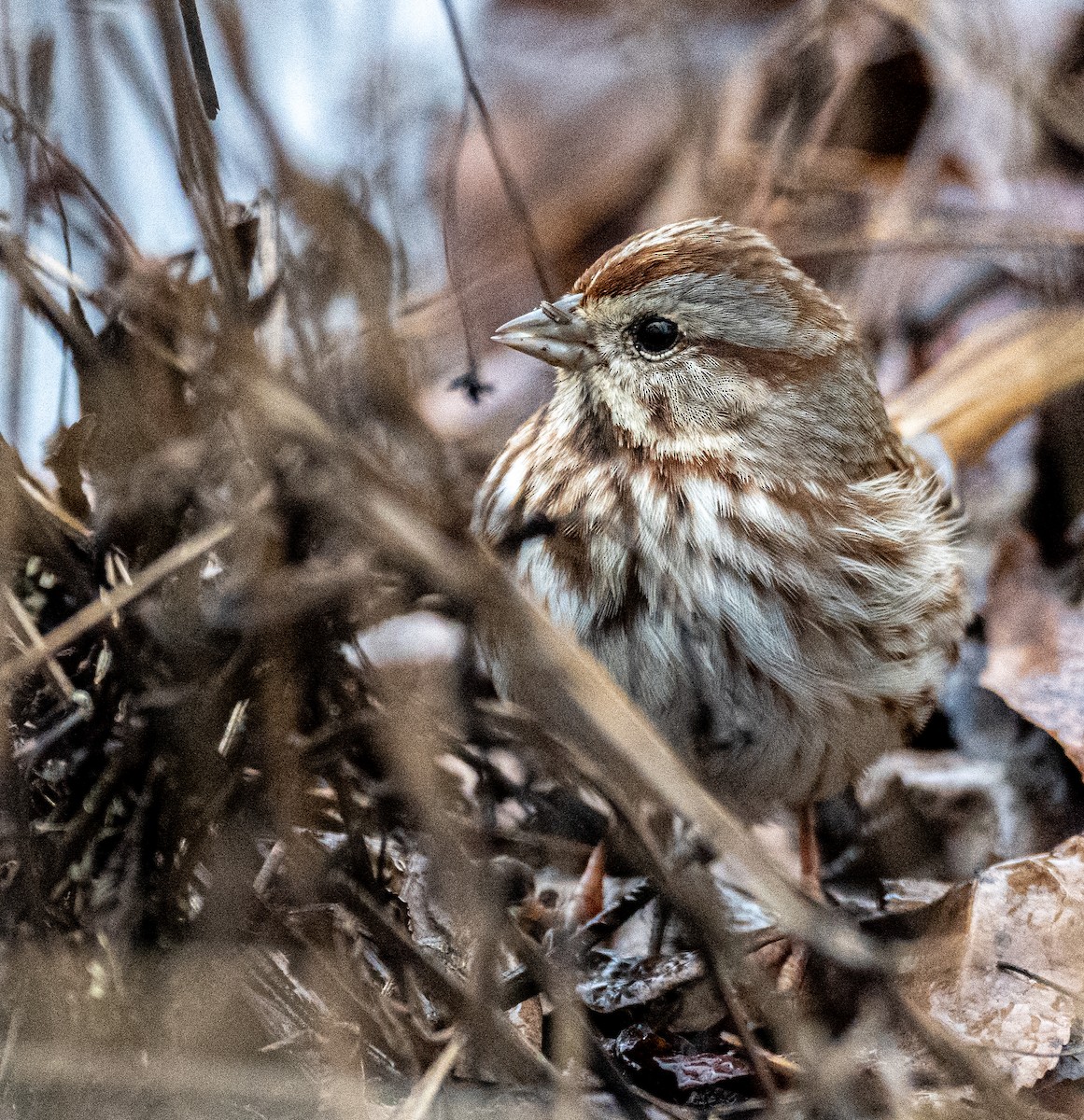 Song Sparrow - ML521590631