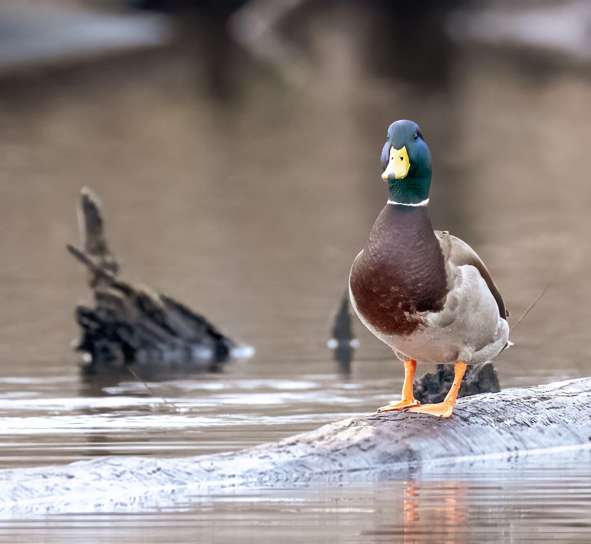 Mallard - ML521590721