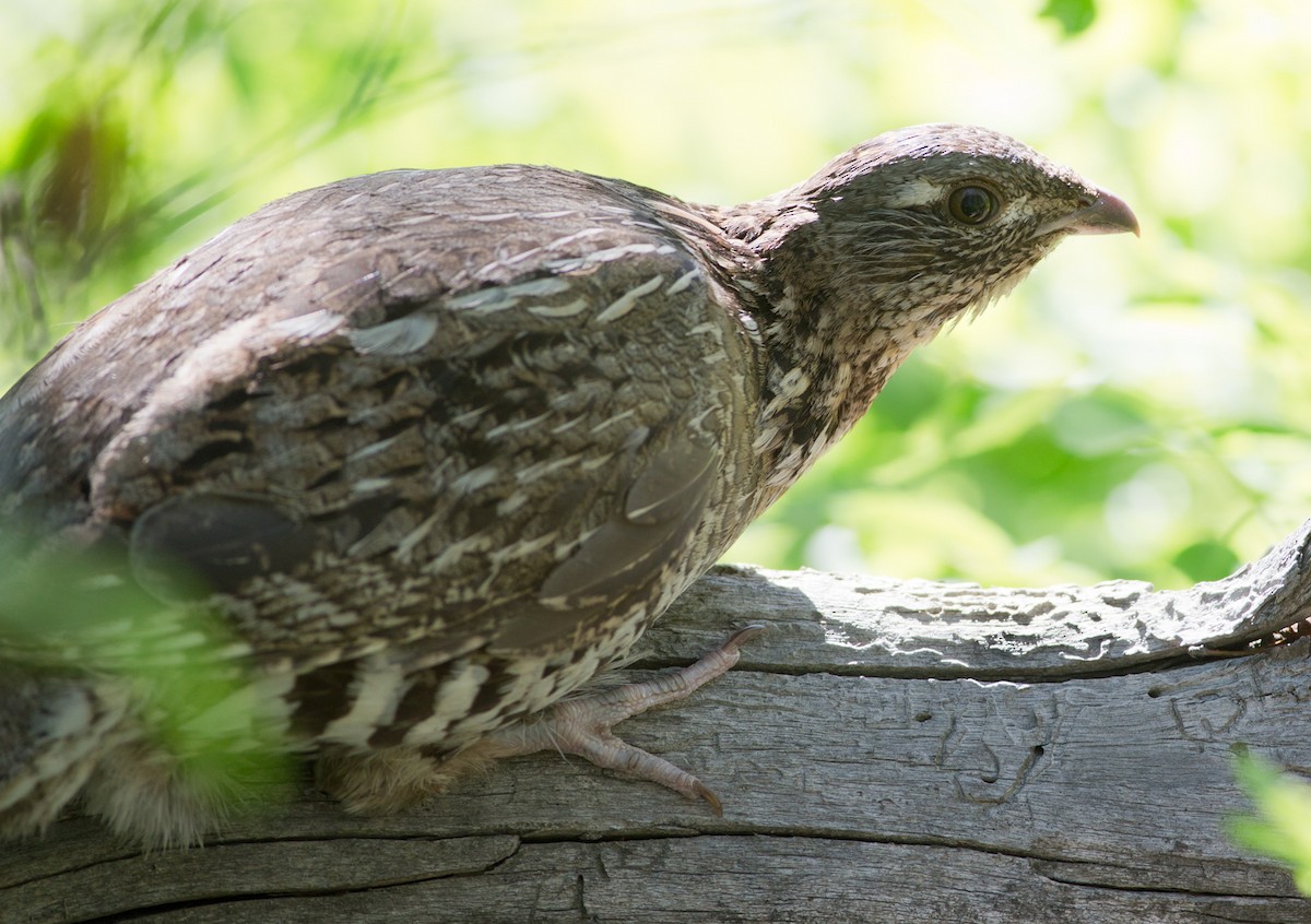 Ruffed Grouse - ML52159131