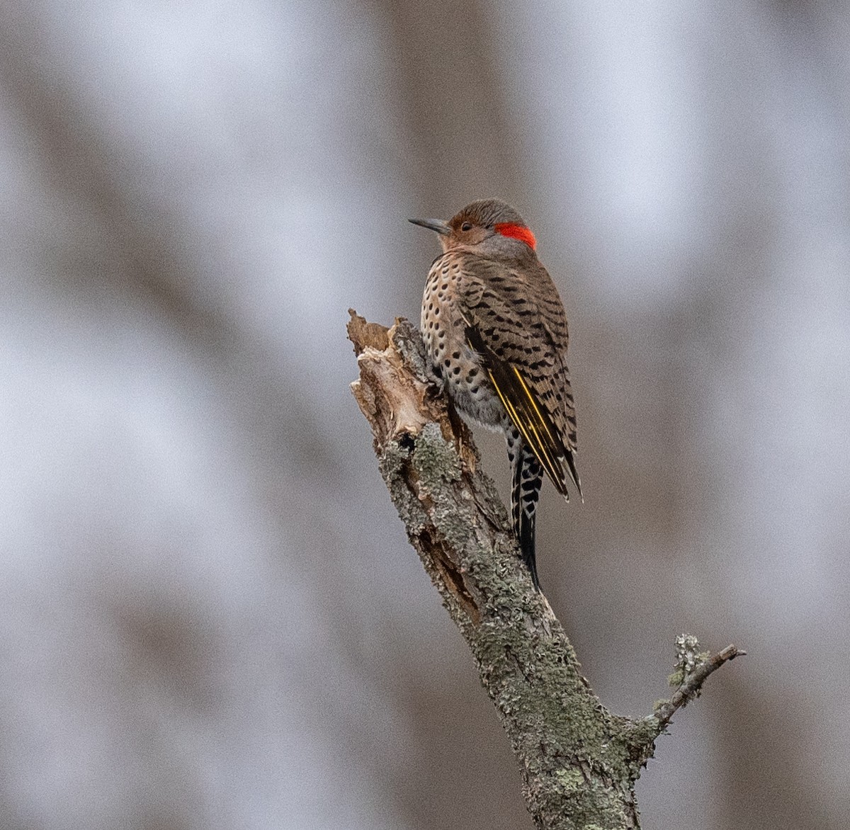 Northern Flicker - ML521593371