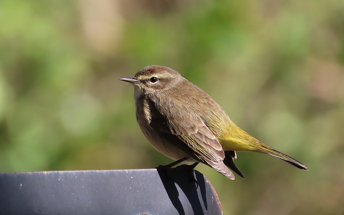 Palm Warbler - ML521593791