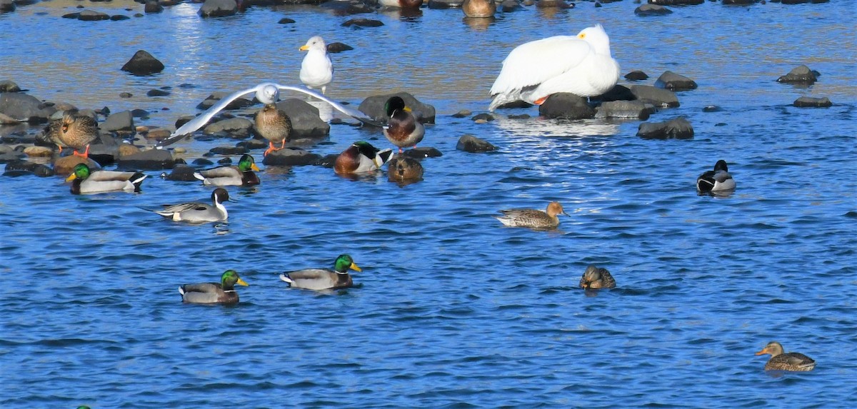 Northern Pintail - ML521593971