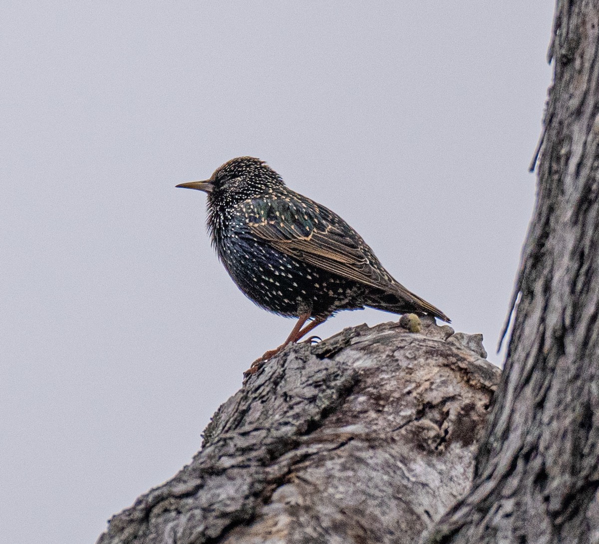 European Starling - ML521594291