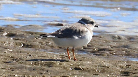 Piping Plover - ML521594921