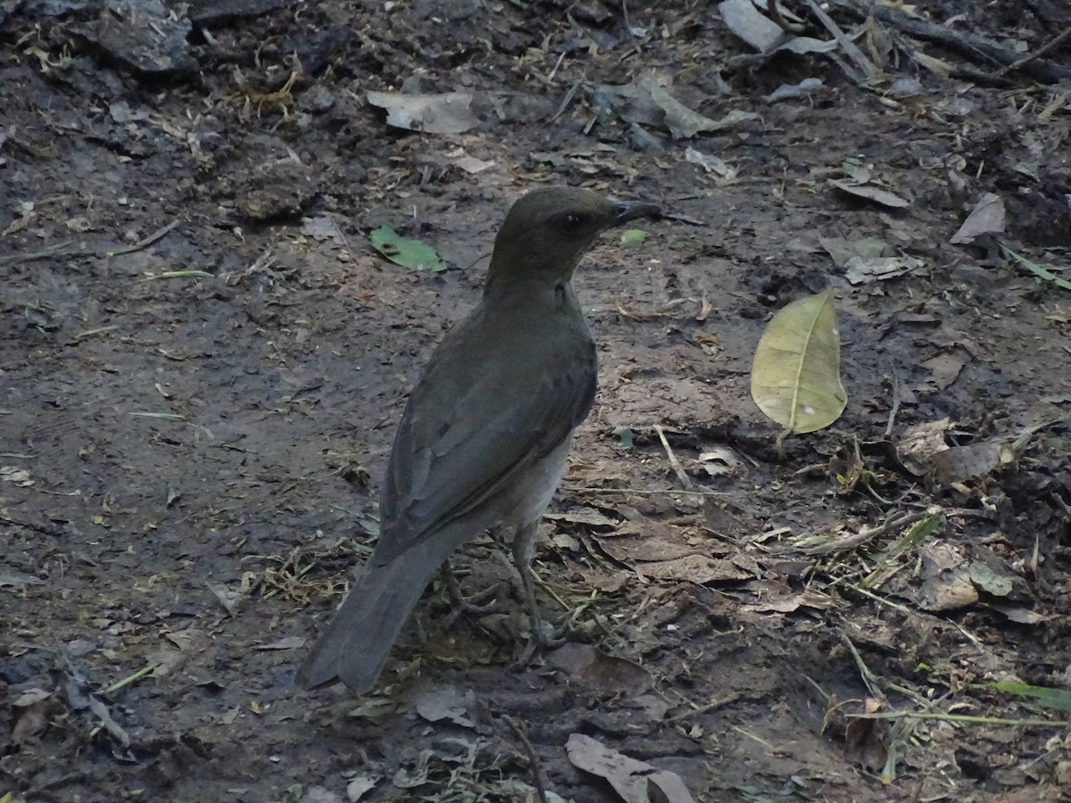 Black-billed Thrush - ML521594991