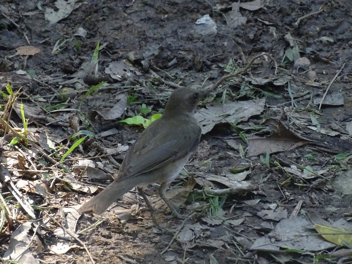 Black-billed Thrush - ML521595001