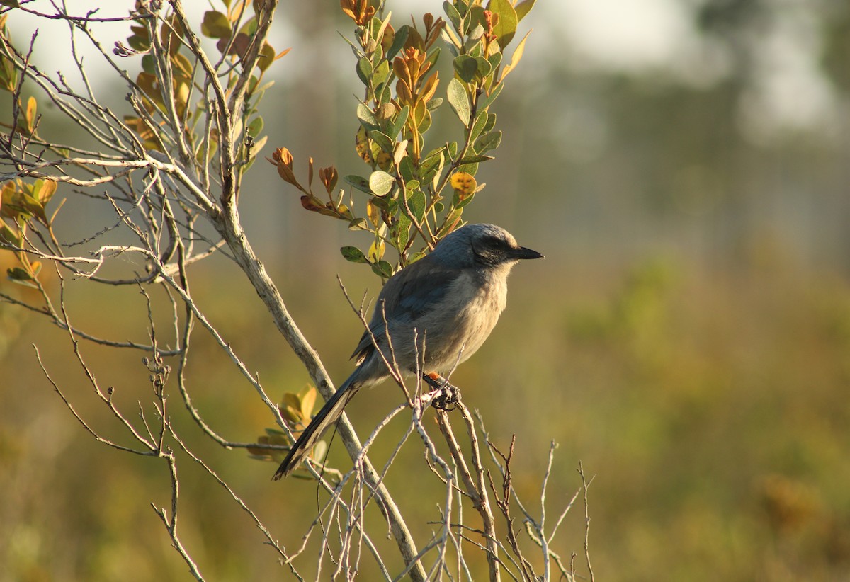 Florida Scrub-Jay - ML521595511