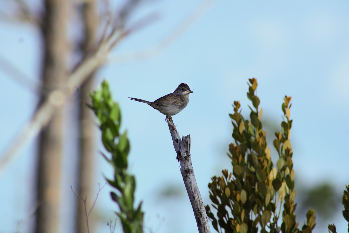 Bachman's Sparrow - ML521595561