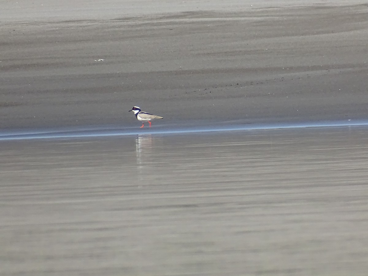 Pied Plover - ML521596731