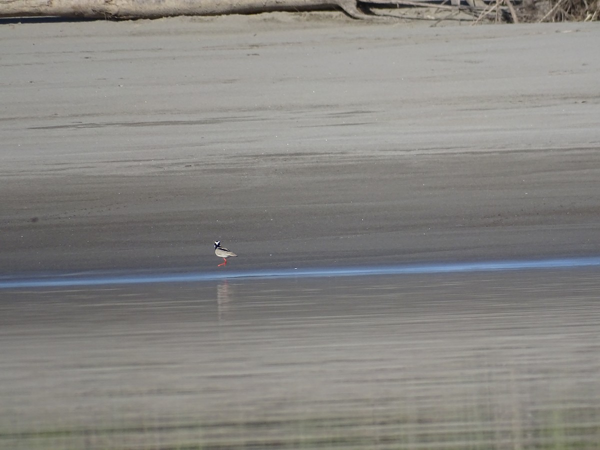 Pied Plover - ML521596741