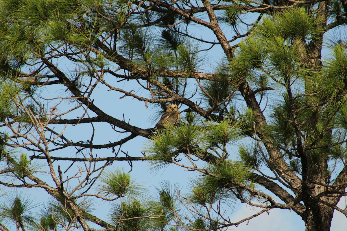 Great Horned Owl - ML521597601