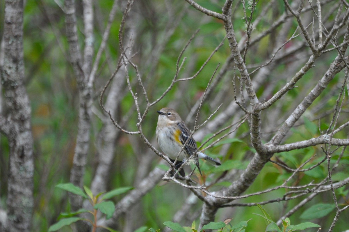 Yellow-rumped Warbler - ML521597661