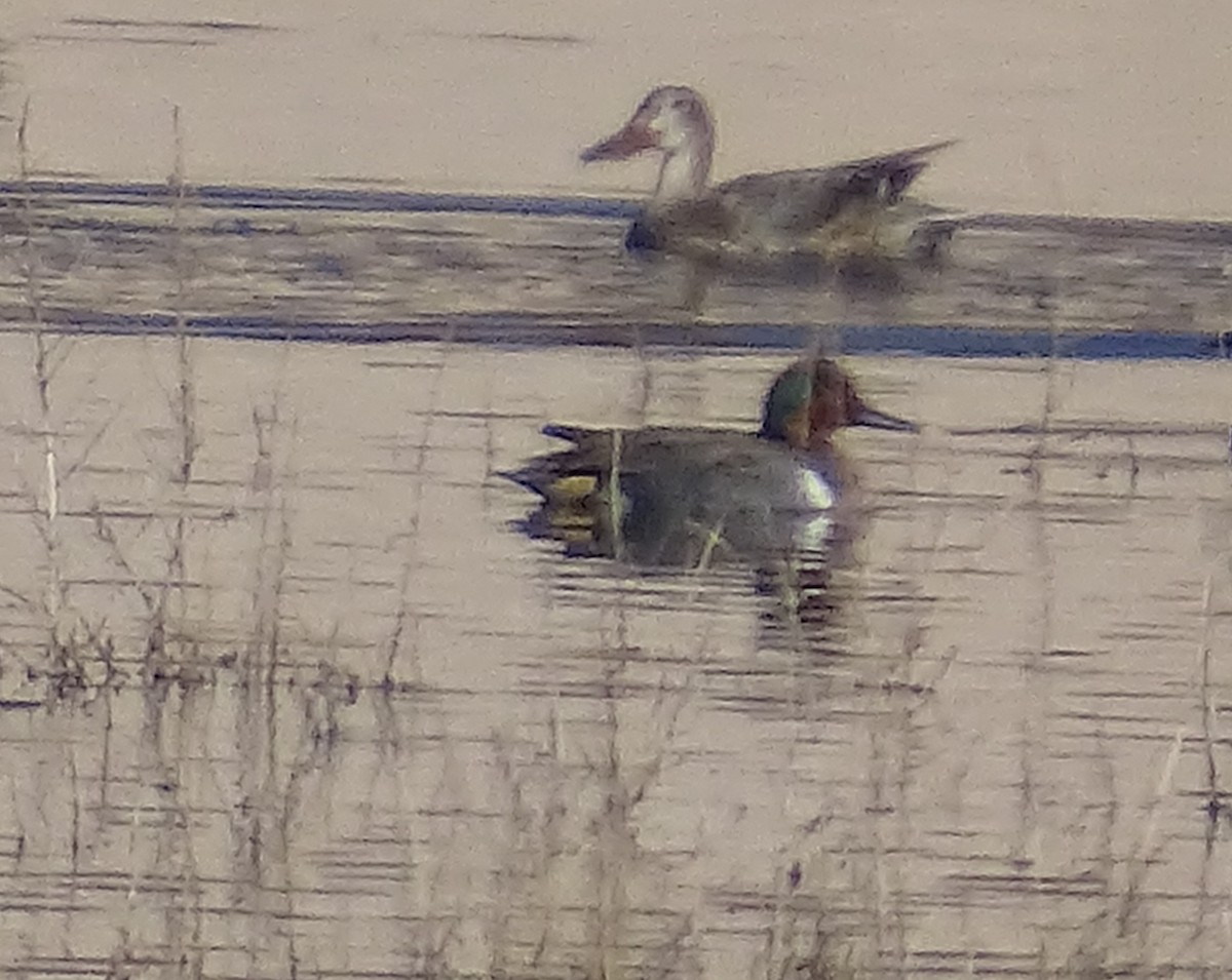 Green-winged Teal - ML521598151