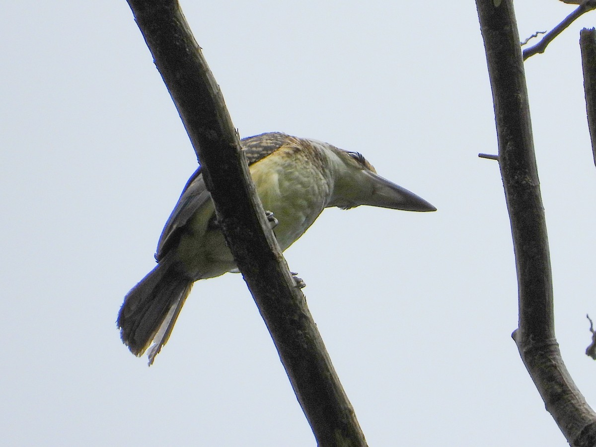 Chattering Kingfisher - ML521598441