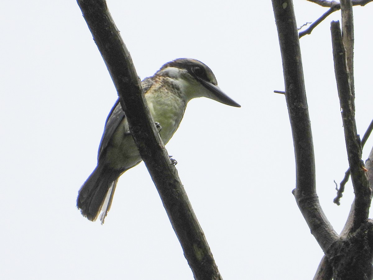 Chattering Kingfisher - ML521598451