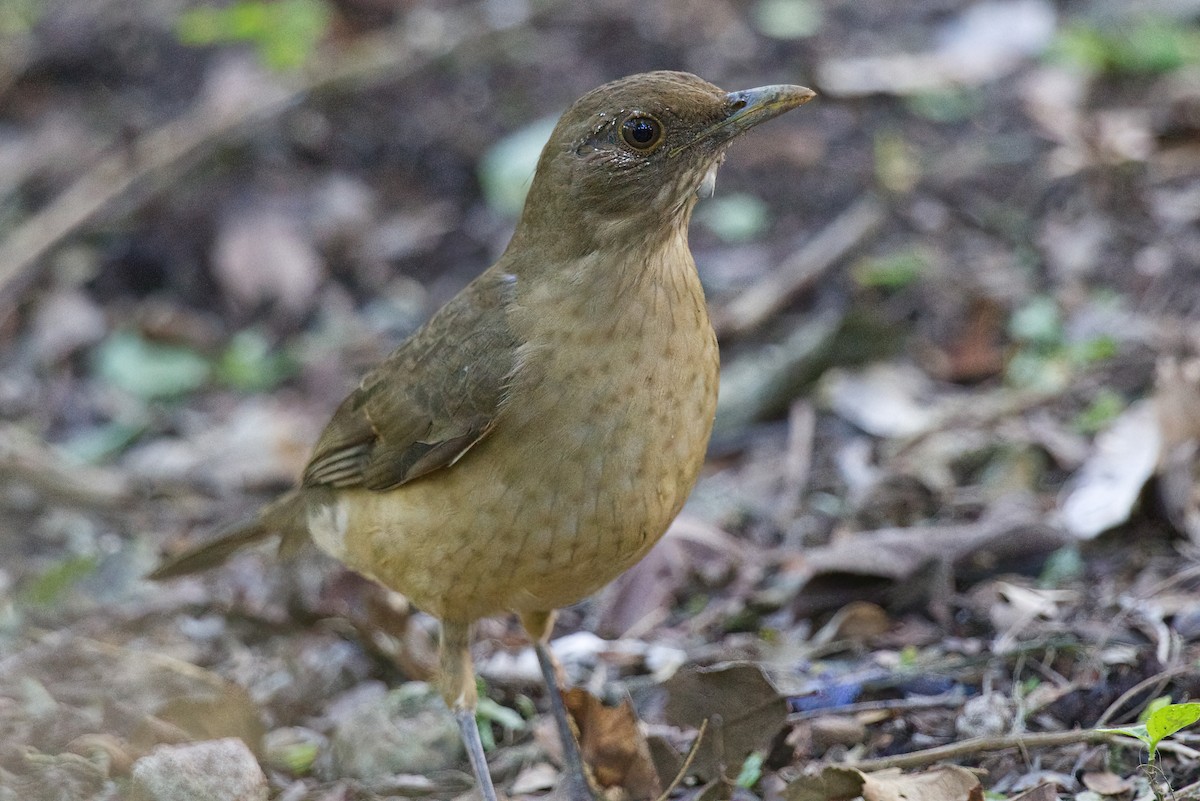 Clay-colored Thrush - Kyle Elfman