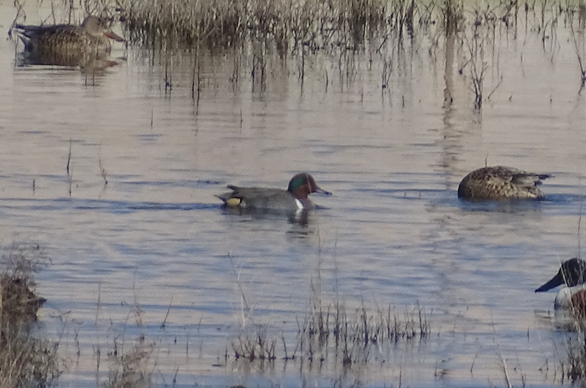 Green-winged Teal - ML521599261