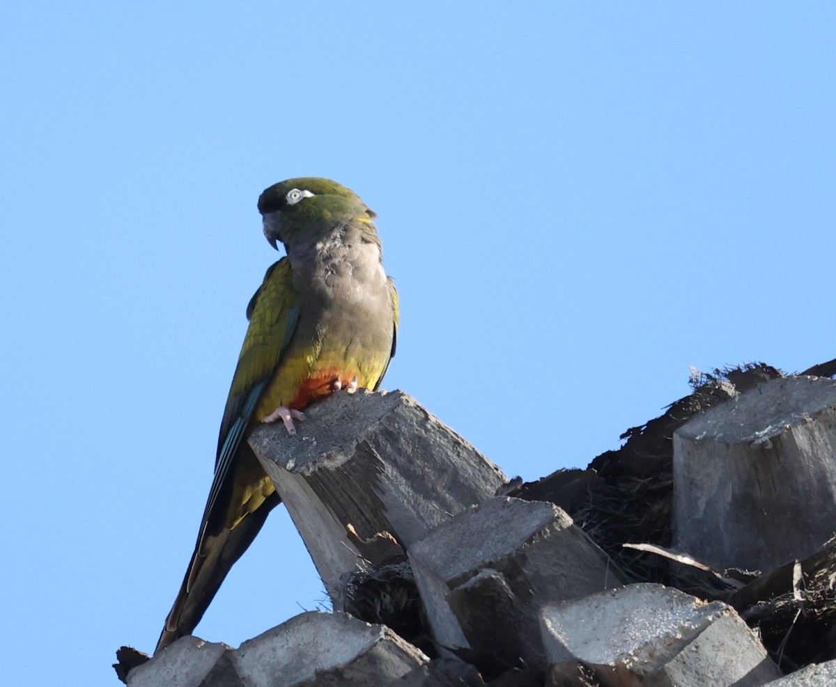 Burrowing Parakeet - Scott Paladichuk