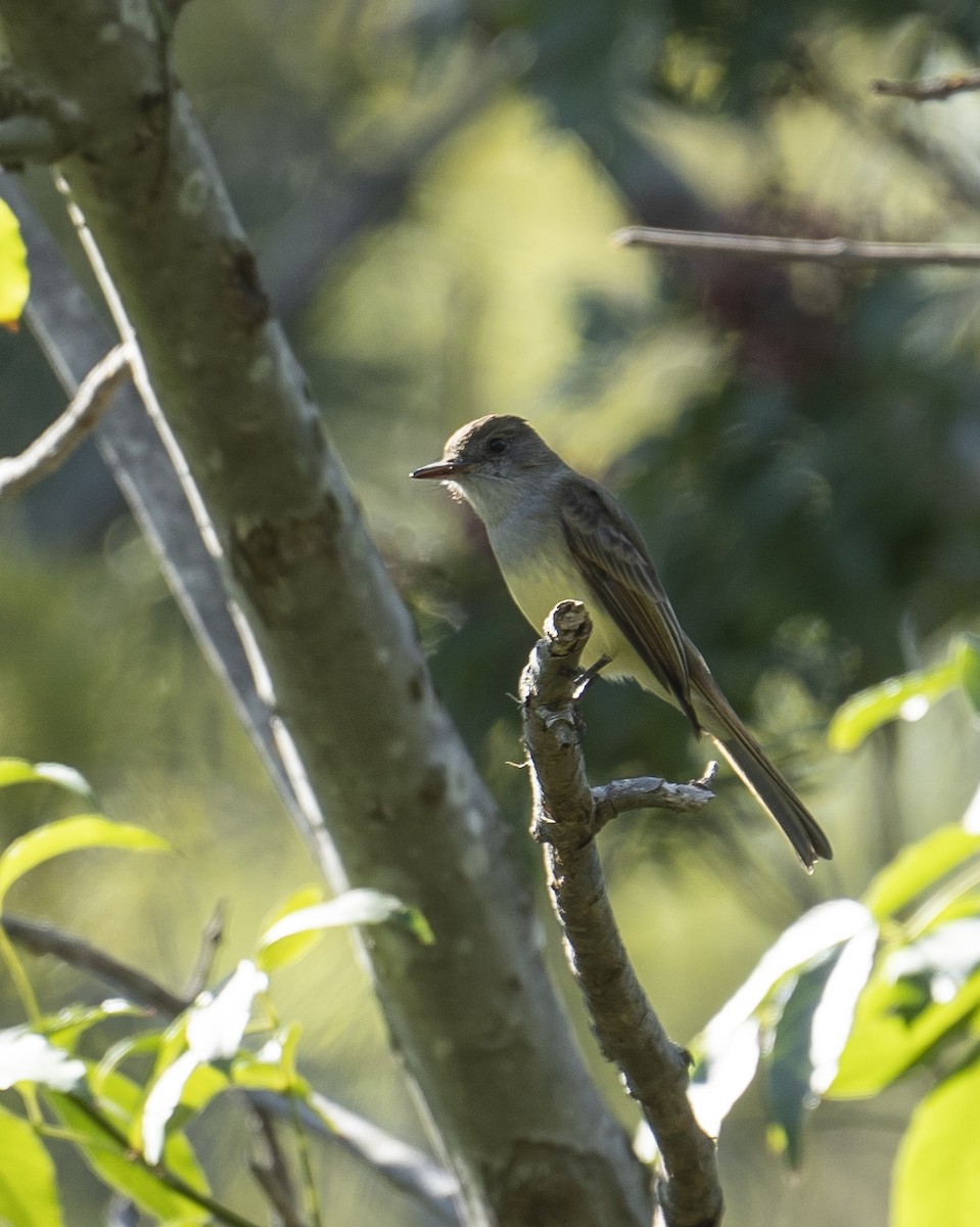 Dusky-capped Flycatcher - ML521601301