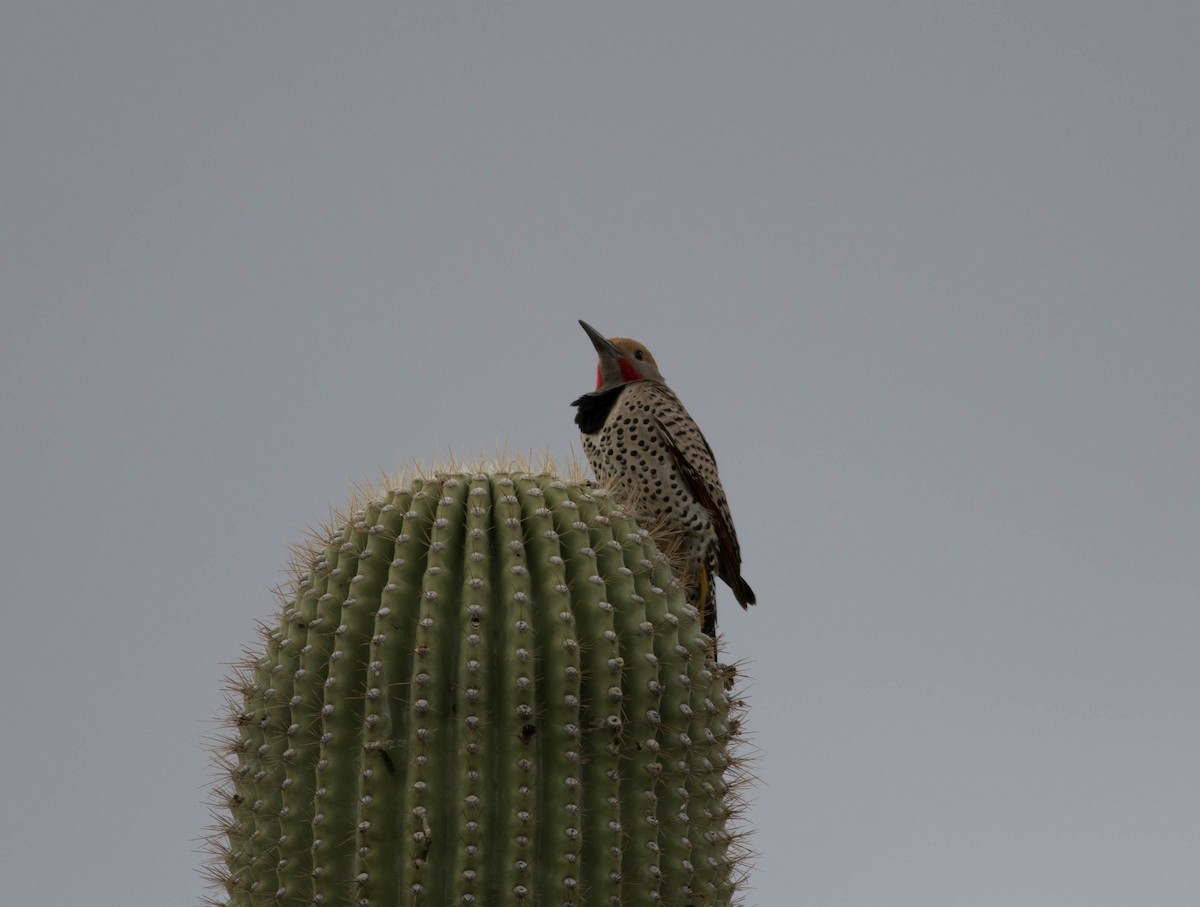 Gilded Flicker - ML52160301