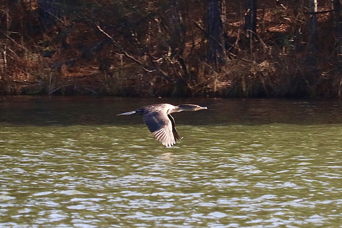 Double-crested Cormorant - Drew Pflughoft