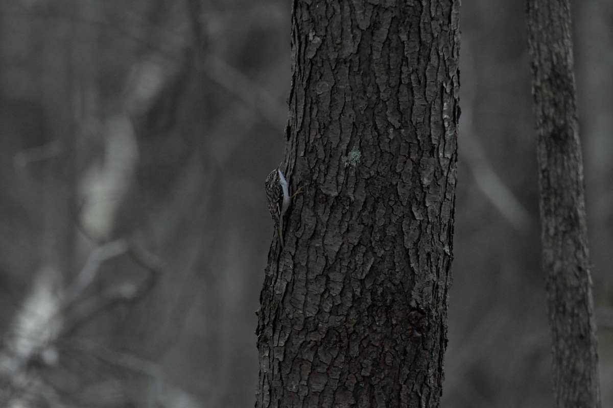 Brown Creeper - ML521604291