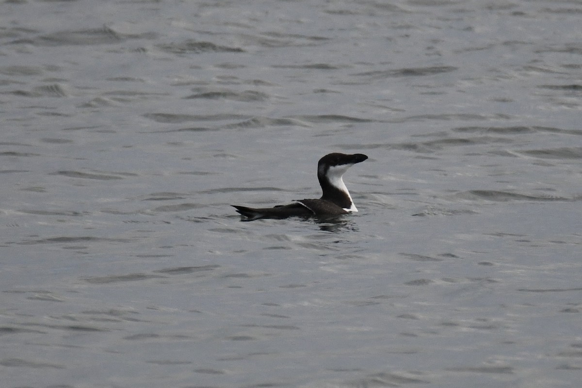 Razorbill - Maddy P