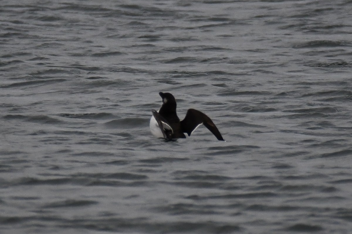 Razorbill - ML521604801