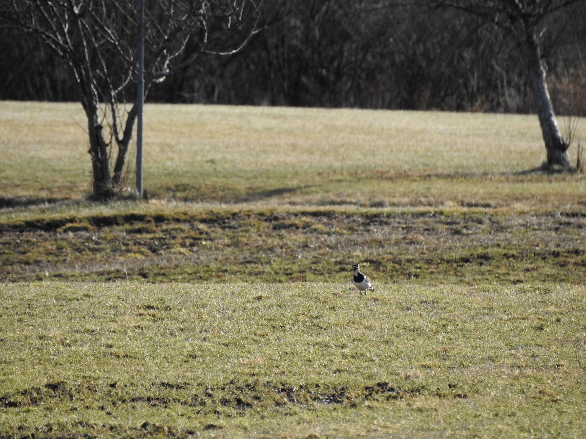 Northern Lapwing - ML521605041