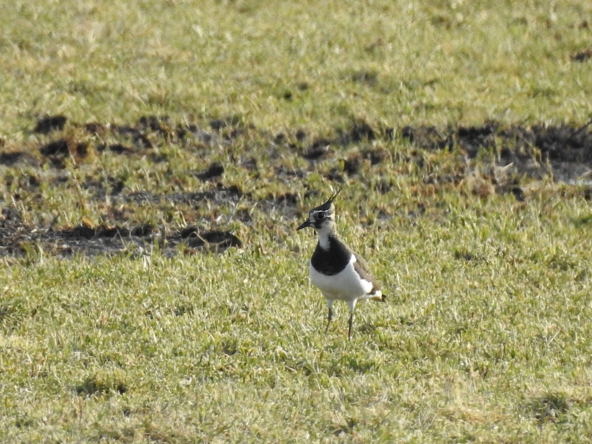 Northern Lapwing - ML521605051