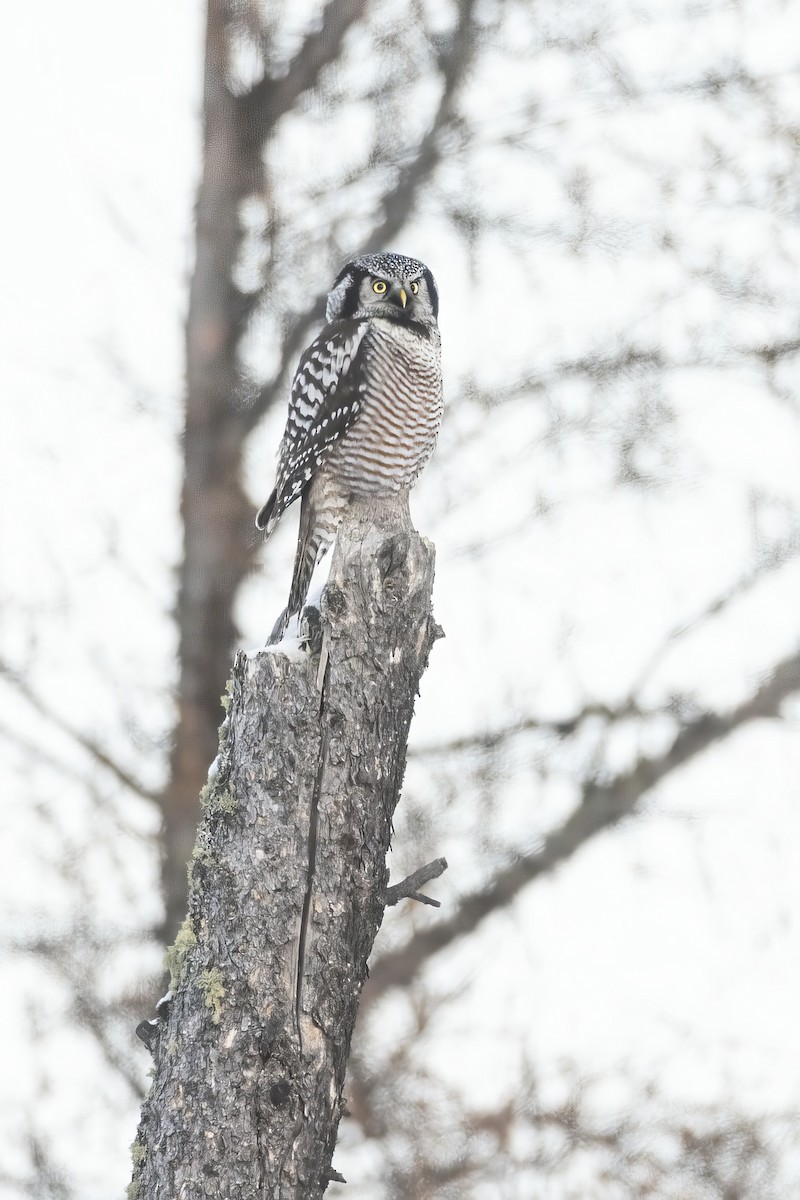 Northern Hawk Owl - Gerald Romanchuk