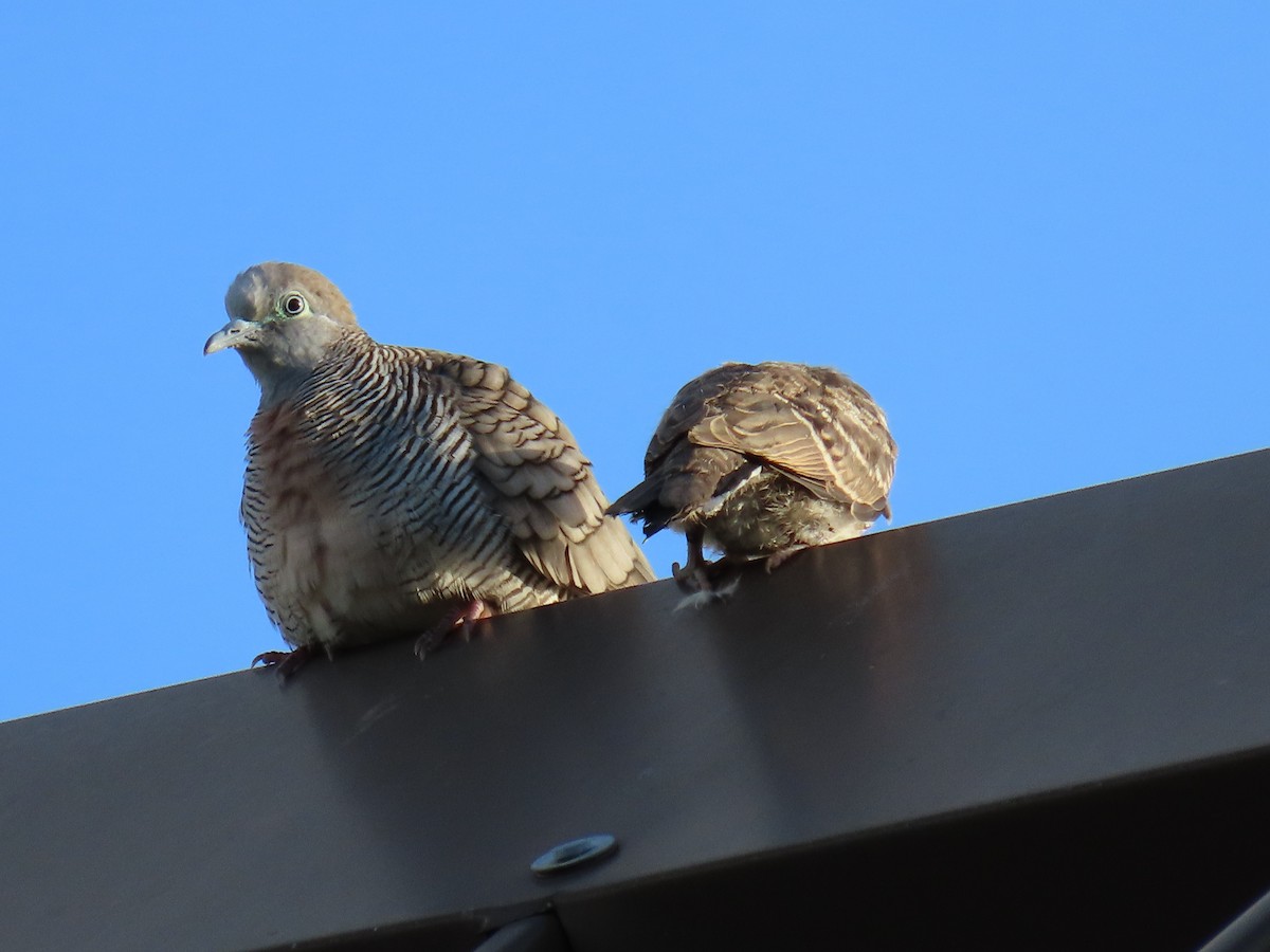 Zebra Dove - Deborah Cooney